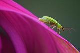 Bug On A Coneflower_51658